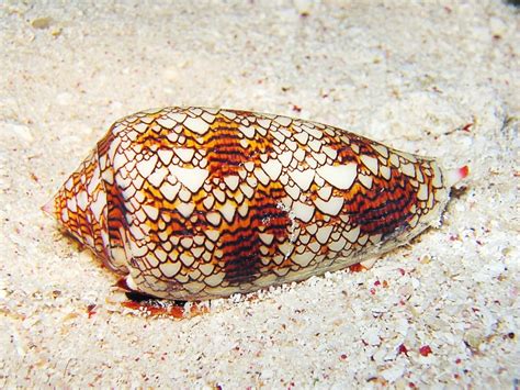 Cone Snail Venom: Medical Uses and Potential Benefits | Owlcation