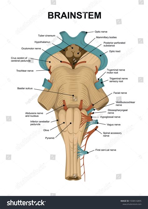 Brain Stem Anatomy Model