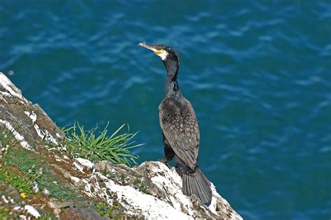 Cormorant - BirdWatch Ireland