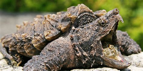 Alligator Snapping Turtle | National Wildlife Federation