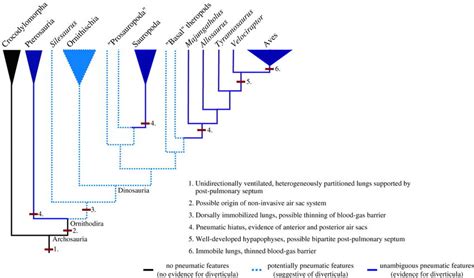 Evolution of the archosaur respiratory system. A phylogeny of ...