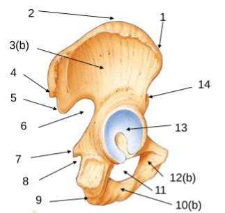 Hip Diagram | Quizlet