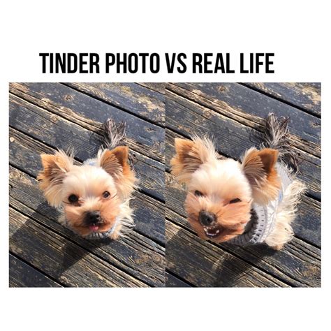 Made a meme of my dog : r/funny