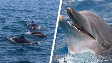 Two more people bitten by dolphin in Japan - News - UNILAD