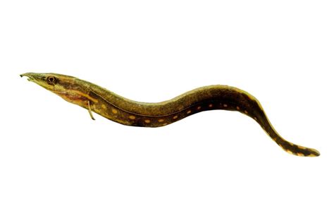 Freshwater Aquarium Eel: Everything You Need To Know!, 42% OFF