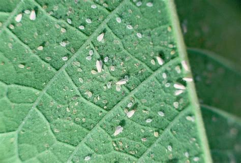 Whitefly Infestation Photograph by David Roach/science Photo Library ...