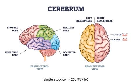 Cerebrum Diagram