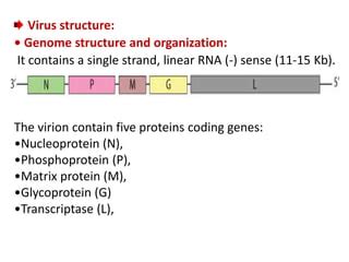 Rhabdoviridae. | PPT