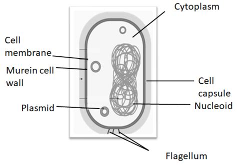 Peptidoglycan compound, murein is present in the cell wall of(a) Plant ...