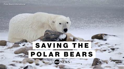 Video Polar bear population shrinks as climate concerns grow - ABC News