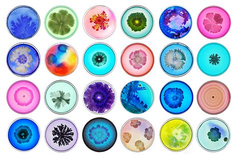 Gallery: The most beautiful bacteria you’ll ever see