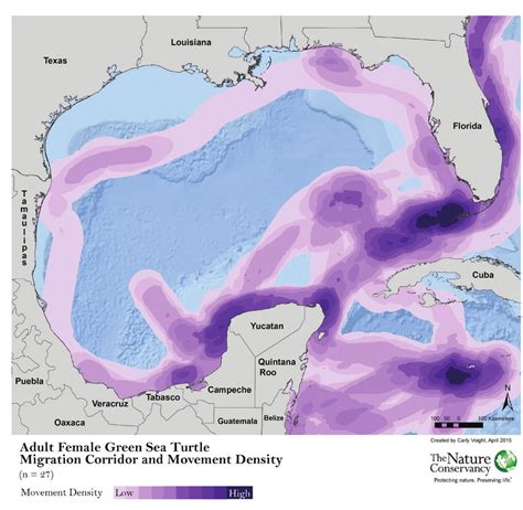 Adult female green sea turtle migration corridor and movement density ...