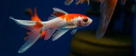 The Comet Goldfish Care Guide: Fact Sheet, Breeding, Behavior, Etc.