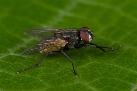 house fly (Musca domestica) - Entomology Today