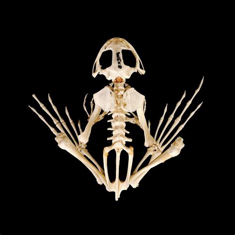 Frog Skeleton Photograph by Ucl, Grant Museum Of Zoology - Pixels