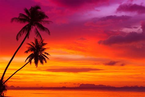 Download Horizon Purple Pink Orange (Color) Sky Silhouette Palm Tree ...