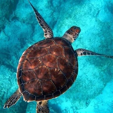 Zakynthos Turtle Island - YOTOMU 100%Trusted by Traveller