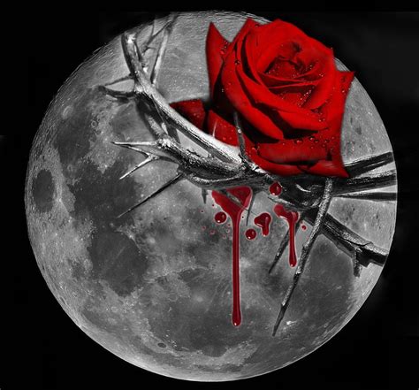 Rose With Thorns Wallpaper