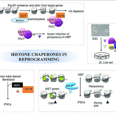 | Mechanism of different histone chaperones in facilitating acquisition ...