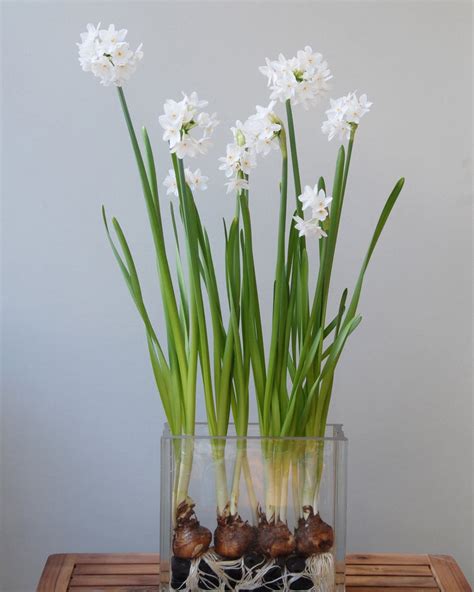 Narcissus tazetta 'Paperwhite Ziva' bulbs — Buy 'Paperwhites' online at ...