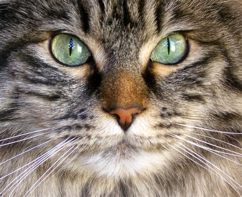 Can A Cat's Eyes Change Color? Find Out More