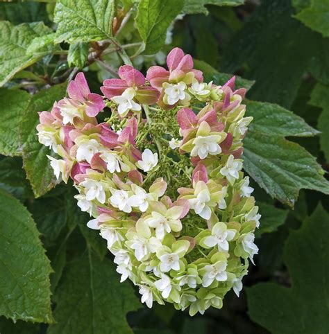 Oakleaf Hydrangea Care and 11 Varieties to Grow - GardenInBloom.com