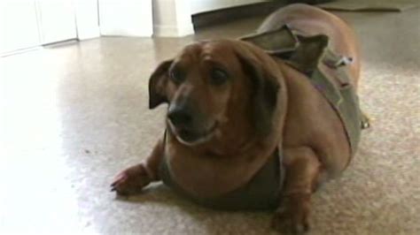 Apparently This Matters: Obie, the obese dog - CNN.com