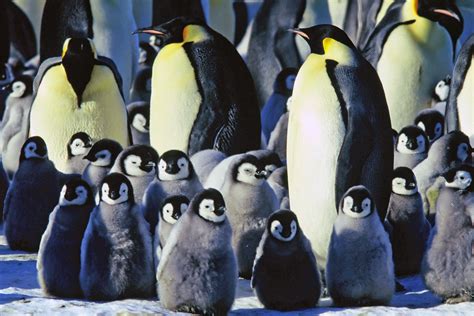 Emperor penguin pictures - Aptenodytes forsteri - page 1