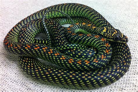 Paradise Flying Snake Facts and Pictures | Reptile Fact