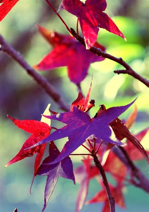 Fall Leaves - Photography Photo (9062160) - Fanpop