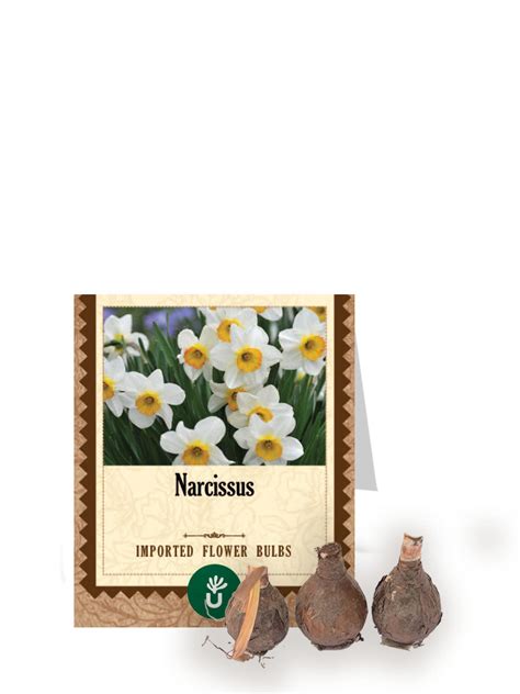 Narcissus Bulbs – Ugaoo