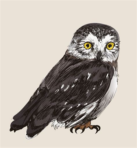 Illustration drawing style of owl - Download Free Vectors, Clipart ...