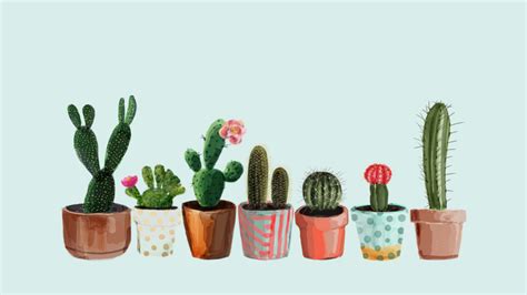 Cactus Desktop Wallpapers on WallpaperDog