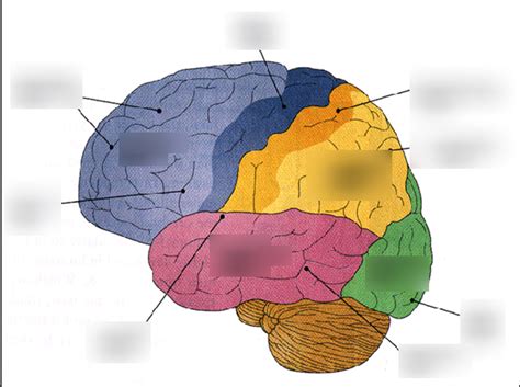 Brain Lobes Diagram | Quizlet