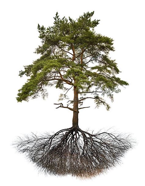 Pine Tree Roots Stock Photos, Pictures & Royalty-Free Images - iStock