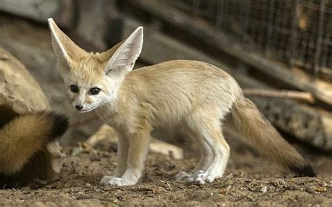 Fennec Fox, Awesome Fennec Fox, #31040