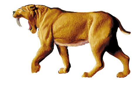 Beloved Saber-Toothed Cat At The Denver Museum Of Nature, 59% OFF