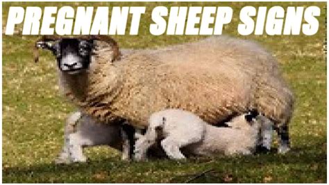 Sheep Pregnancy Calendar - prntbl.concejomunicipaldechinu.gov.co