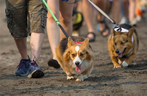 Photos: The first annual Corgi Races are here!!! | Seattle Refined