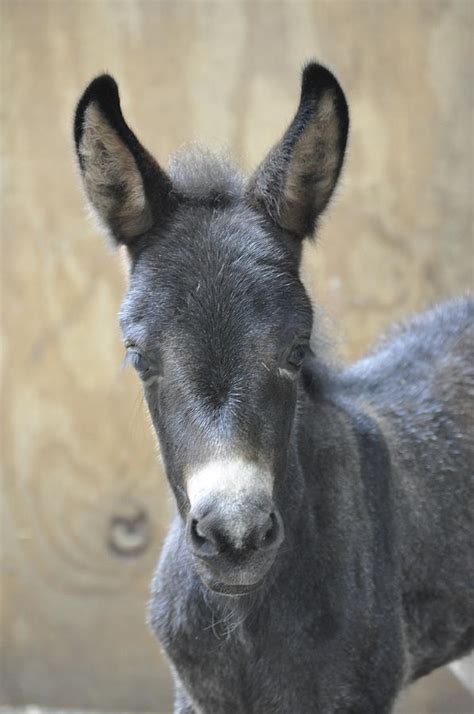 Baby Molly Mule by Kendra Bond