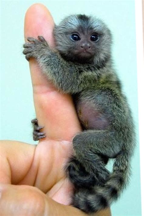 Tiny Baby Monkey Pet | Pets Animals US