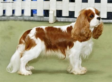 Cavalier King Charles Spaniel - Pictures, Information, Temperament ...