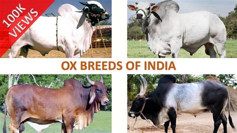 Ox Breeds of India 🐂 🇮🇳 | Livestock | Indian Animals - YouTube