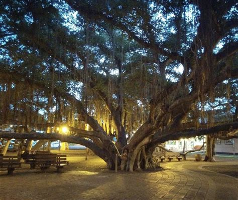 lahaina banyan tree history - Lakenya Mccallister