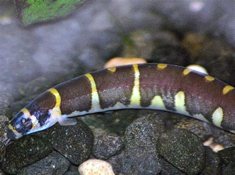 Kuhli Loach - Traits | Care | Food | Size | Tank | Lifespan | pH - SeaFish