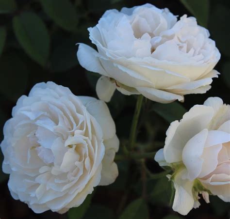 8 Types Of White Roses For Mixed Borders - SONG OF ROSES