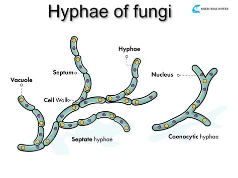 Fungal hyphae - Its definition, structure, and functions - Microbial notes