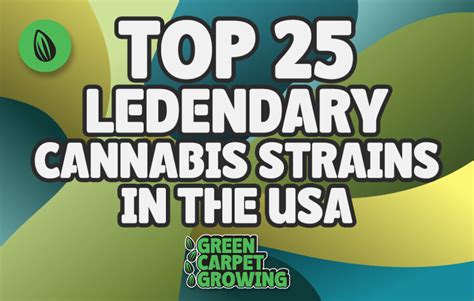 25 Most Popular Strains Report 2024 Green Carpet Growing