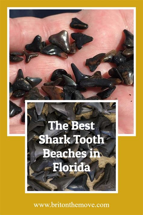 Discover the Best Shark Tooth Beaches in Florida