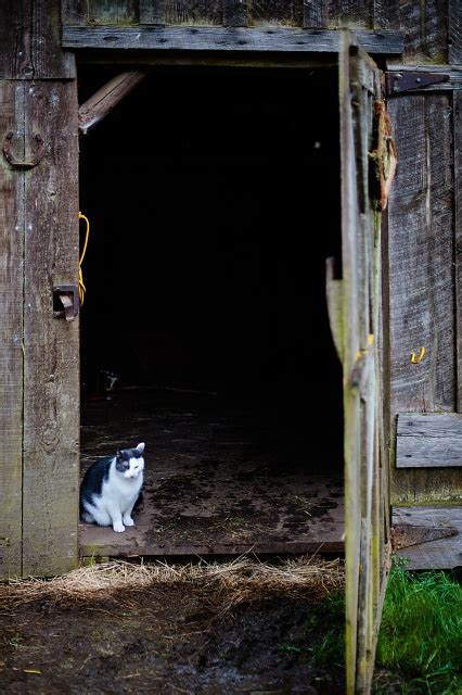 Barn Cat | onfocus